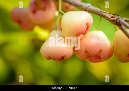 Rosa Java Äpfel auf dem Baum Stockfoto