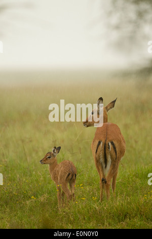 Impala-Mutter mit Baby im Regen, See Nakur National Park, Kenia (Aepyceros Melampu) Stockfoto