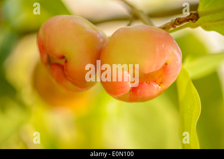 Rosa Java Äpfel auf der tree.close oben. Stockfoto