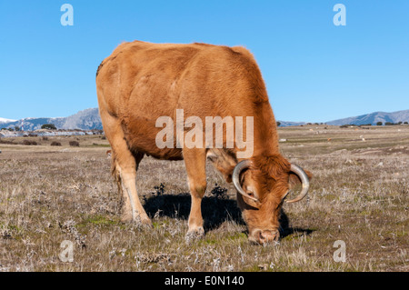 Grasende Kühe auf Gemeindegrundbesitz Weiden der Dehesa de Navalvillar, Stockfoto