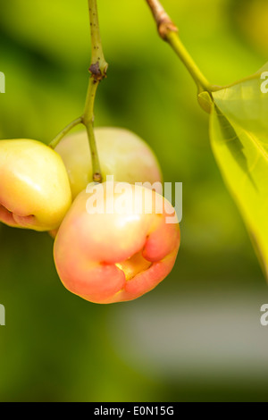 Rosa Java Äpfel auf dem Baum Stockfoto