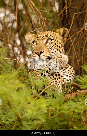 Afrikanischen Leoparden im Baum zu töten, Samburu Game Reserve, Kenia, Afrika (Panthera Pardus) Stockfoto