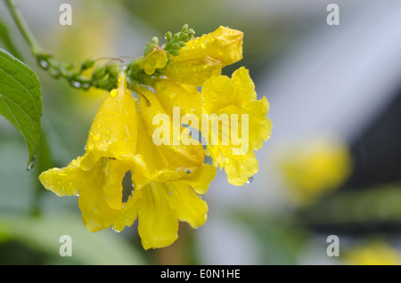 Gelbe Blume, Dolichandra Unguis-Cati, Punakha Bezirk, Bhutan Stockfoto