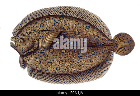 Bothus lunatus, auch bekannt als Tellerfisch oder Pfauenflunder, ist eine Art von Plattfischen, die in den tropischen und subtropischen Gewässern des Atlantiks vorkommt. Es ist bekannt für seine auffälligen Farbmuster und die Fähigkeit, sich zu tarnen. Stockfoto
