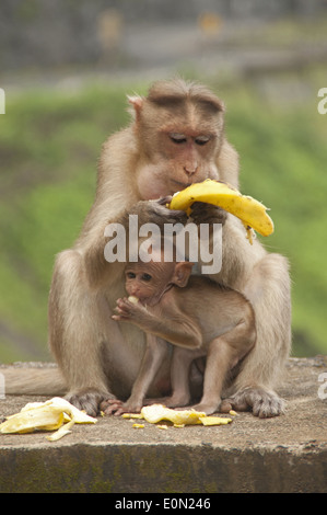 Mutter und Baby Affe (Motorhaube Macacuq) Banane essen. Maharashtra, Indien Stockfoto