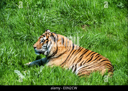 Bengal-Tiger (Panthera Tigris Tigris) ursprünglich aus Indien, Bangladesch, Nepal und Bhutan liegen im Grünland Stockfoto