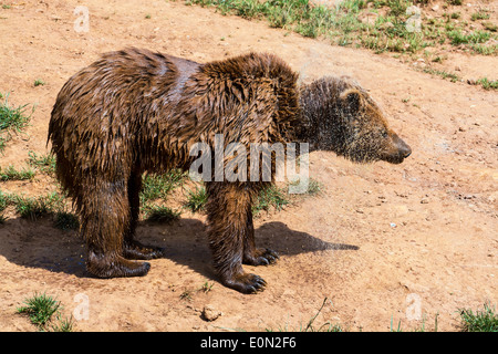 Eurasische Braunbären (Ursus Arctos Arctos) abschütteln Wasser aus nassem Fell nach dem Baden Stockfoto