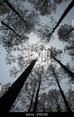 Deodar Baum. Cedrus Deodara (Deodar Zeder, Himalaya-Zeder oder Deodar). Almora Bezirk, Uttarakhand, Indien Stockfoto