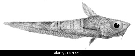 Coelorinchus fasciatus Stockfoto