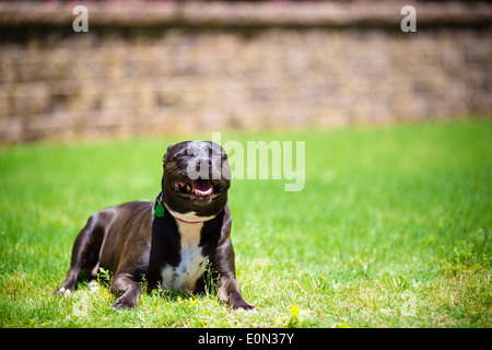 Schwarzen Pitbull Hund auf dem grünen Rasen Stockfoto