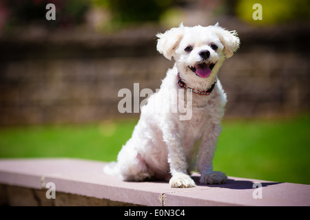 Welpe Hund Stockfoto