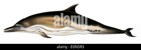 Delphinus delphis, bekannt als Kurzschnabeldelfin, kommt in warmen gemäßigten und tropischen Gewässern vor. Er ist bekannt für seinen schlanken Körper und sein spielerisches Verhalten. Stockfoto