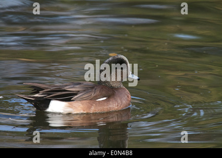 Amerikanische Pfeifente (Anas Americana) männlichen Drake schwimmen an einem See in Süd-Kalifornien Stockfoto