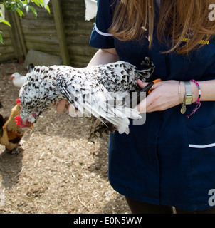 Clipping-Flug-Federn von einem belgischen Bantam Stockfoto