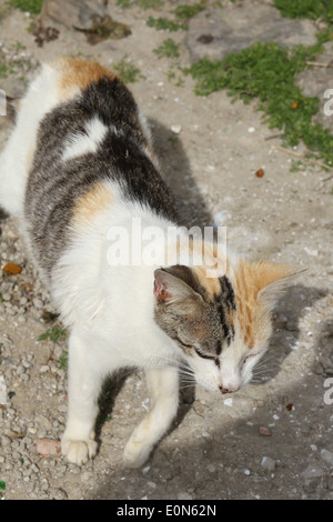 Streunende Katzen in der Stadt Chefchaouen in Marokko Stockfoto