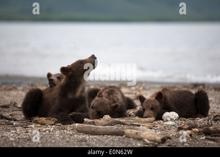 Der Braunbär jungen haben eine Pause am Ufer des Sees Kurilen Stockfoto