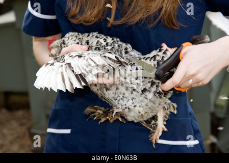 Clipping-Flug-Federn von einem belgischen Bantam Stockfoto