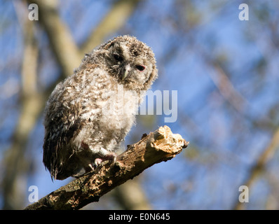 Tawny Owlet Stockfoto