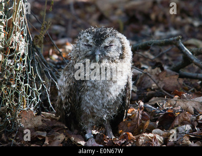 Tawny Owlet Stockfoto