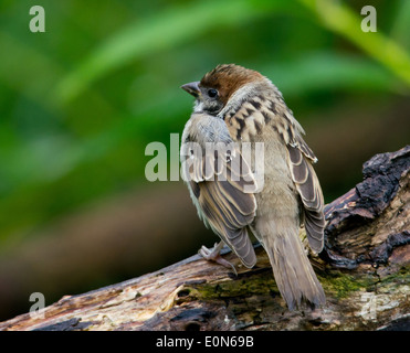 Ein Hausspatzen, bekannt als Spuggy in Nordostengland Stockfoto