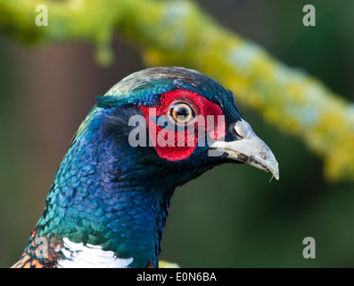 Männlicher Fasan Stockfoto