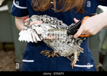 Clipping-Flug-Federn von einem belgischen Bantam Stockfoto