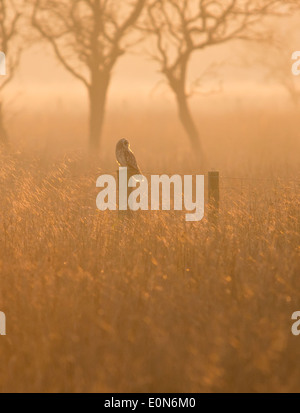 Kurze Eared Owl Stockfoto