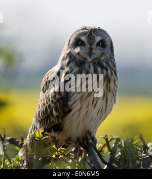 Kurze Eared Owl Stockfoto