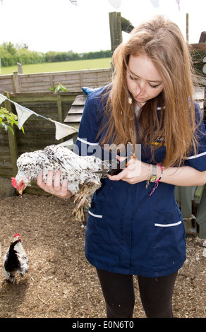 Clipping-Flug-Federn von einem belgischen Bantam Stockfoto