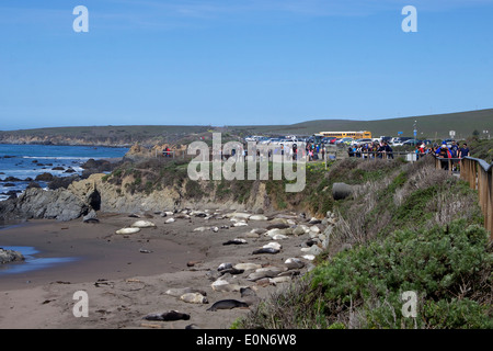 See-Elefant (Mirounga Angustirostris) Anzeigebereich bei San Simeon direkt an der US Highway 1 (Pacific Coast Highway PCH) California Stockfoto