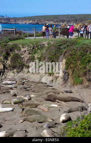 See-Elefant (Mirounga Angustirostris) Anzeigebereich bei San Simeon direkt an der US Highway 1 (Pacific Coast Highway PCH) California Stockfoto