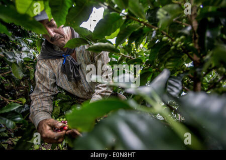 Jardin, Departement Antioquia, Kolumbien. 20. März 2014. 20. März 2014 - Knecht arbeitet an Pickng Kaffee-Kirschen im Feld Finca La Siemeona, ein Bauernhof nur ca. fünf Hektar in der Region Antioquia Abteilung Colombia.Story Zusammenfassung:. Tief in die grünen Täler der Region Kolumbiens Departement Antioquia ist Fabio Alonso Reyes Cano Kaffee Finca. Finca La Siemeona hat seit Generationen Canos-Familie. Er und zwei Arbeiter auf dem Bauernhof der 5 Hektar Land wie seine Vorfahren von Bean Bohne. Es ist eine Tradition, die inmitten der modernen Anbaumethoden, die schneller ernten schwand hat aber Stockfoto