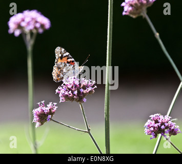 Distelfalter Auf Sternblume, Graffiti Violett (Pentas Lanceolata) - Distelfalter auf Pentas lanceolata Stockfoto