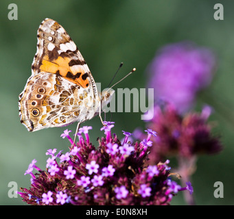 Distelfalter Auf Sternblume, Graffiti Violett (Pentas Lanceolata) - Distelfalter auf Pentas lanceolata Stockfoto