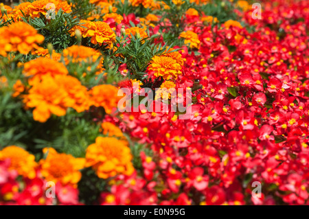 Ringelblume (Tagetes), Bettwäsche-Begonie (Begonia-Semperflorens-Hybride) Stockfoto