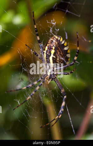 Wespenspinne (Argiope Bruennichi) - Wasp Spider (Argiope Bruennichi) Stockfoto