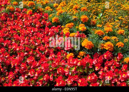 Ringelblume (Tagetes), Bettwäsche-Begonie (Begonia-Semperflorens-Hybride) Stockfoto