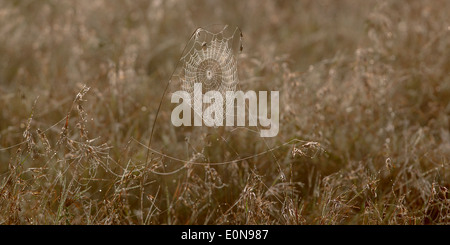 Eine hinterleuchtete Spinnen Web, Laikipia, Kenia, Afrika Stockfoto