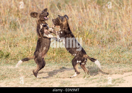 Zwei wilde Hunde Welpen spielen bei Den Laikipia Kenia Afrika Stockfoto