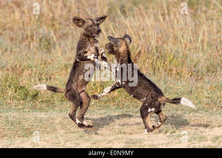 Zwei wilde Hunde Welpen spielen bei Den Laikipia Kenia Afrika Stockfoto