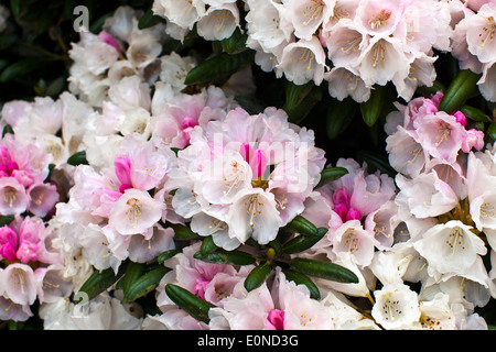 Weiß-rosa Blush Rhododendron Blüten Nahaufnahme. Stockfoto