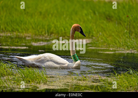 Trompeter Schwan (Cygnus buccinator) Gebänderte Muster schwimmen in einem Sommer in Feuchtgebieten, Buffalo National River (Ponca Einheit), Arkansas, USA Stockfoto