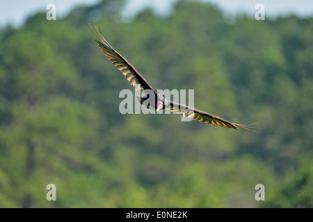 Türkei-Geier (Cathartes Aura) Segelflug, Petit Jean State Park, Arkansas, USA Stockfoto