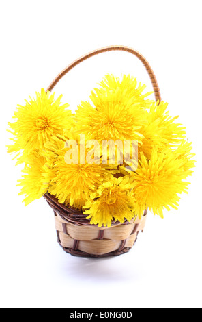 Blumenstrauß Gelb des Löwenzahns in Weidenkorb. Isoliert auf weißem Hintergrund Stockfoto