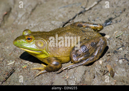 Amerikanischer Ochsenfrosch (Lithobates Catesbeianus) Stockfoto