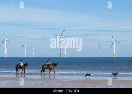 Pferde und Hunde am Chatham Beach, Redcar. UK. Nordosten Stockfoto