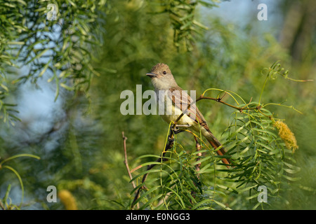 Asche-throated Flycatcher (Myiarchus Cinerascens), Rio Grande City, Texas, USA Stockfoto