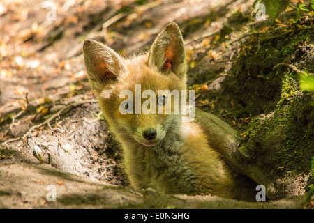 Red Fox Cub auf Erde Stockfoto
