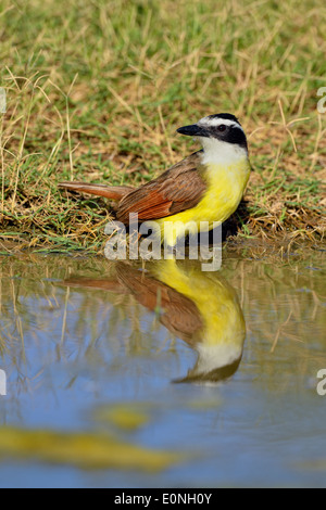 Große Kiskadee (Pitangus Sulphuratus), Rio Grande City, Texas, USA Stockfoto