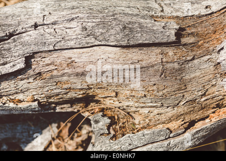 Nahaufnahme von Rinde Detail auf Baum im Yosemite-Nationalpark Stockfoto